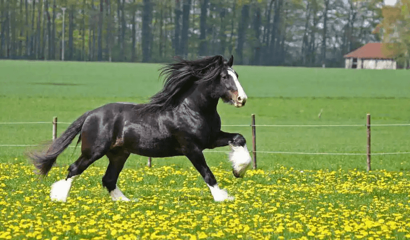 Shire Horse