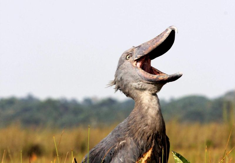 Shoebill Stork