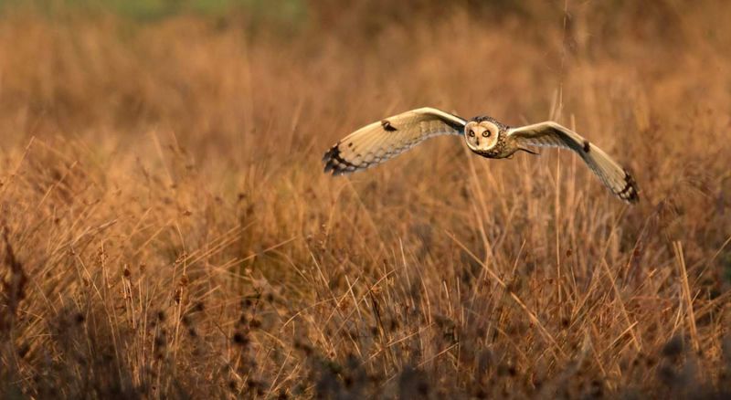 Short-Eared Owl