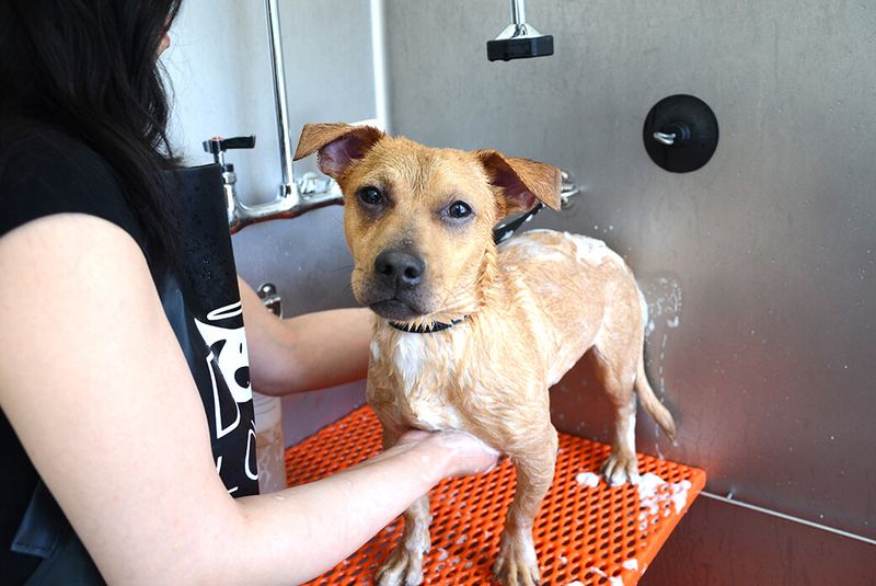 Short Hair Doesn’t Need Grooming