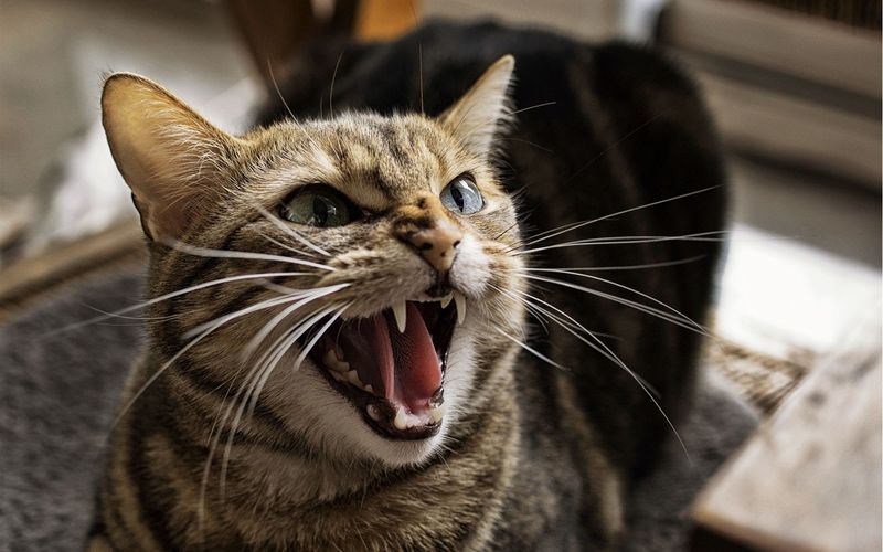 Short Temper