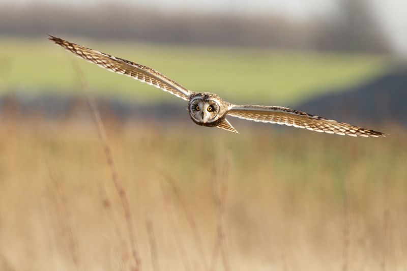 Short-eared Owl