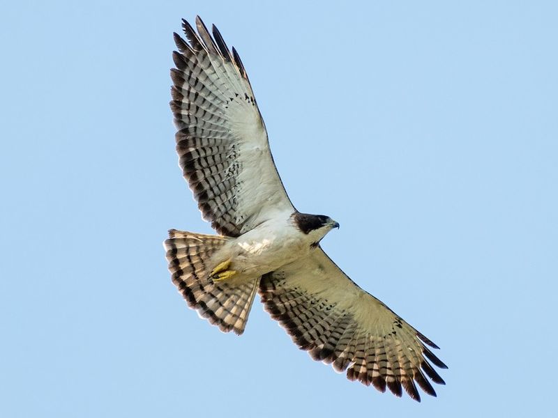 Short-tailed Hawk