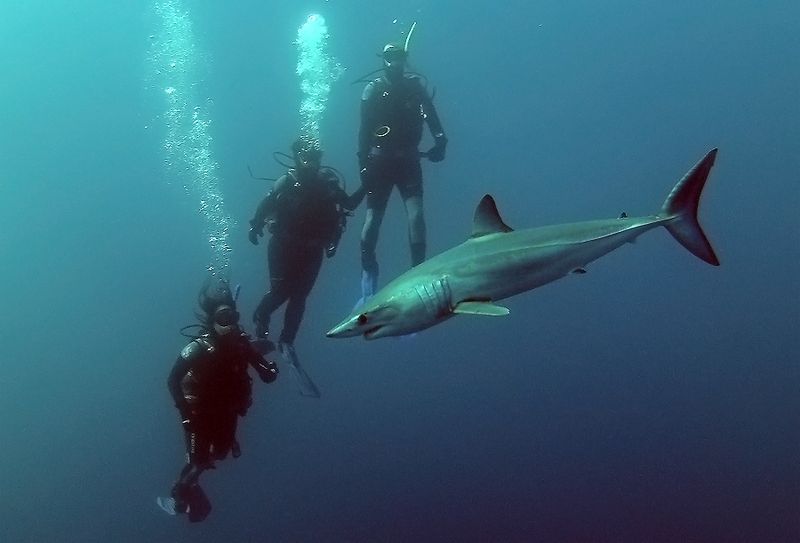 Shortfin Mako Shark