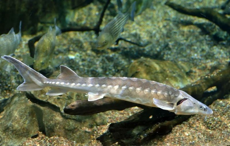 Shortnose Sturgeon