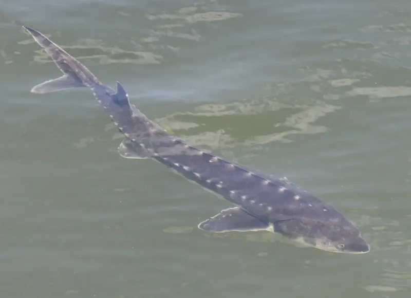 Shortnose Sturgeon
