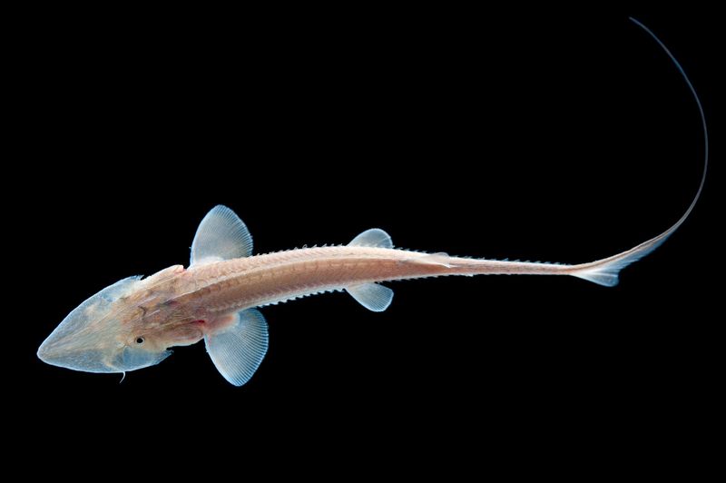 Shovelnose Sturgeon