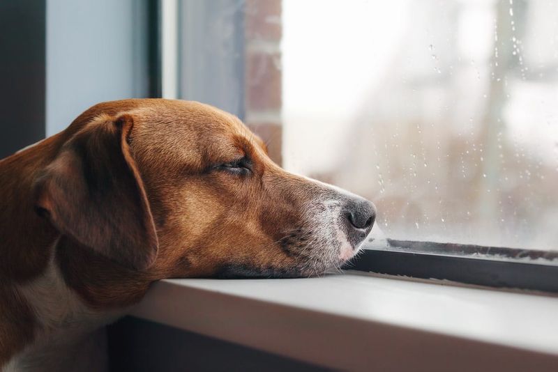 Shows Signs of Depression When Away