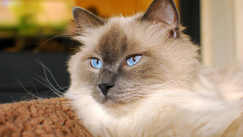 Siamese