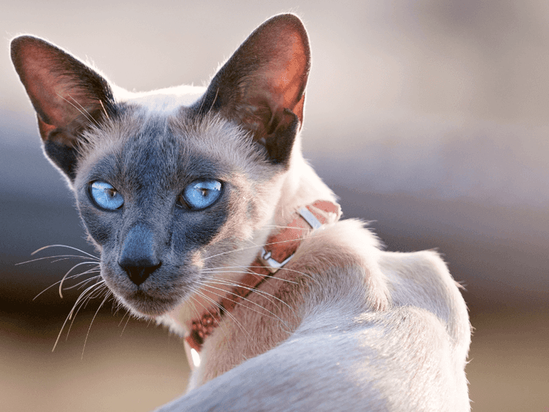 Siamese