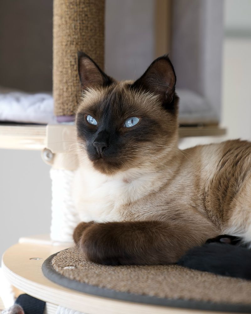Siamese