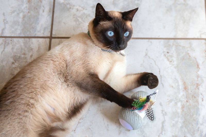 Siamese