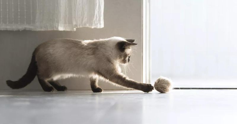 Siamese