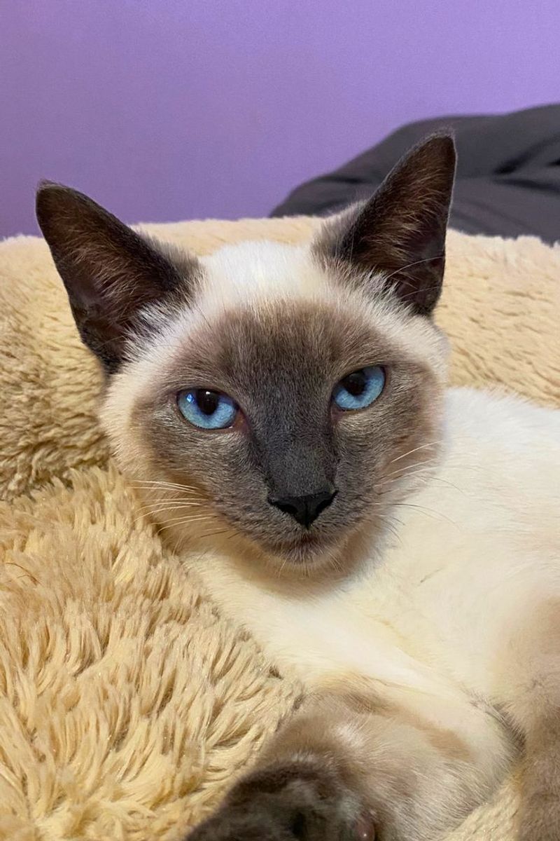 Siamese