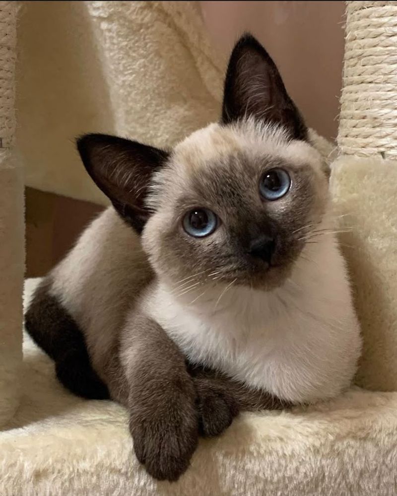 Siamese
