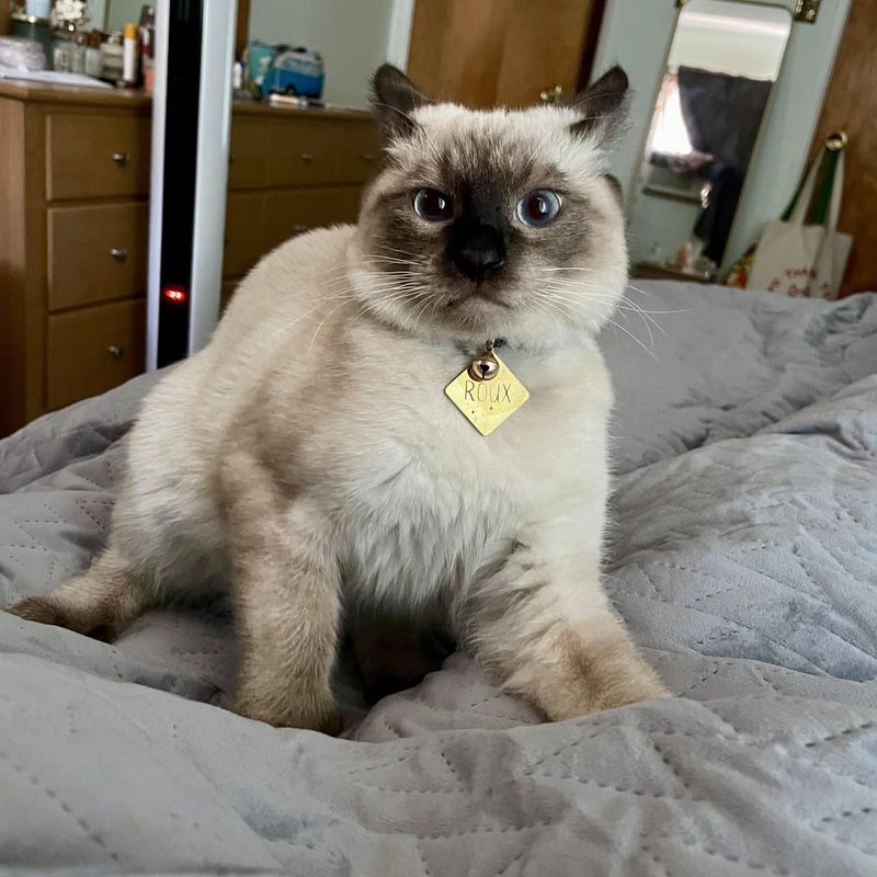 Siamese