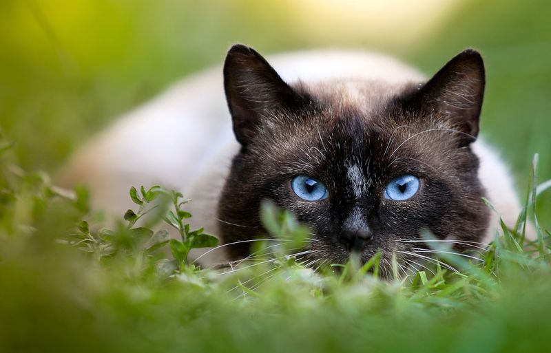 Siamese
