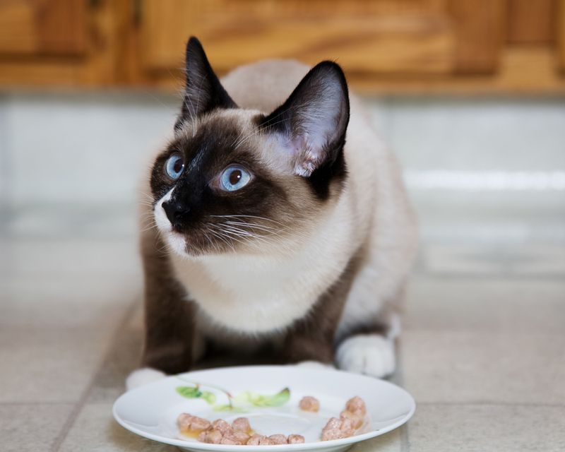 Siamese