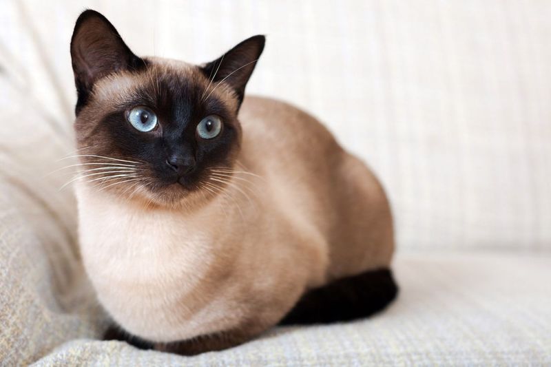 Siamese