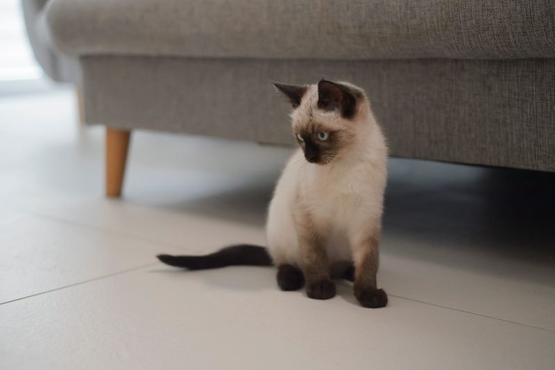 Siamese