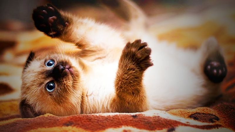 Siamese