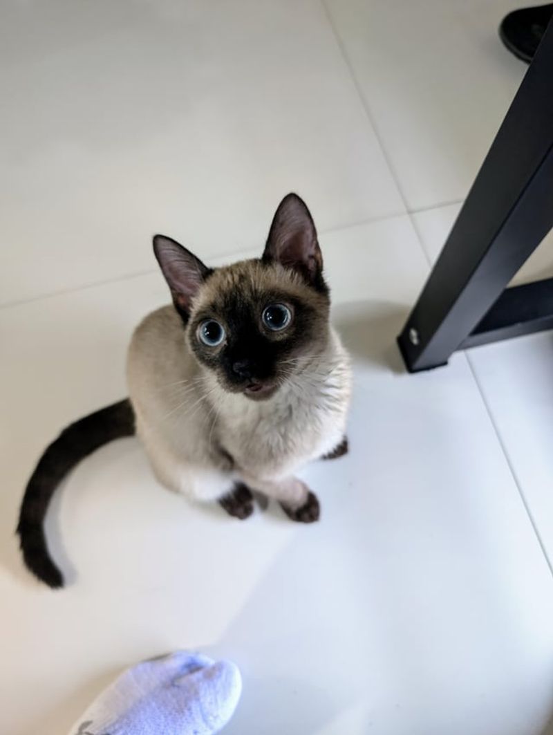 Siamese