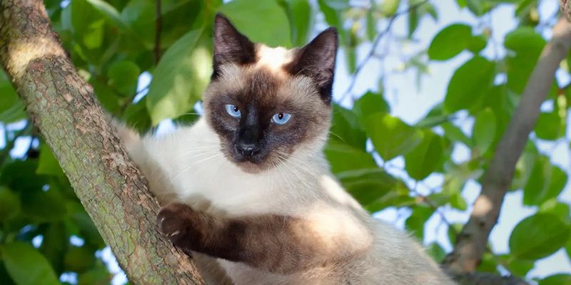 Siamese