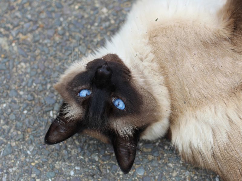 Siamese