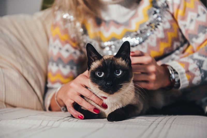 Siamese Cat