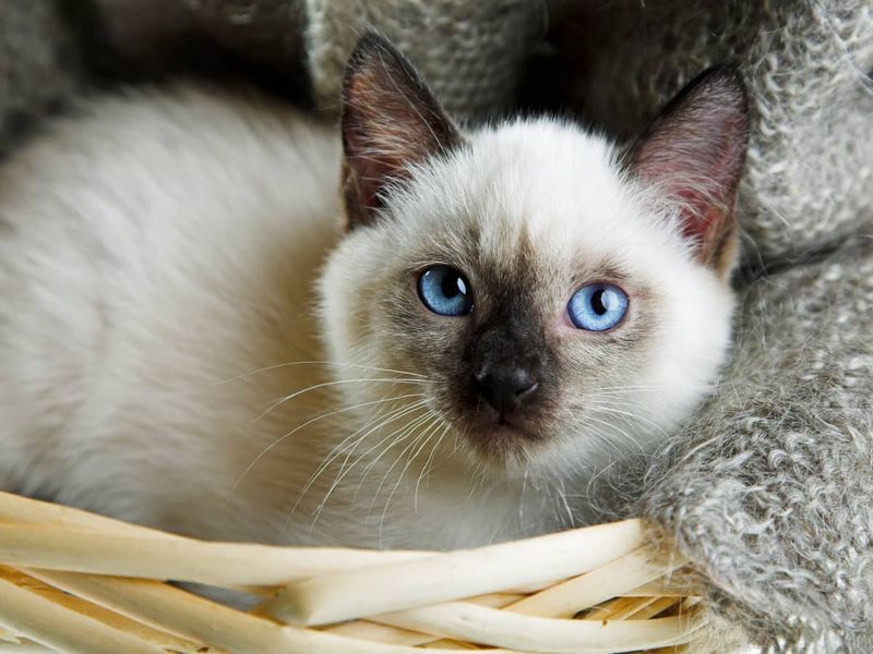 Siamese Cat