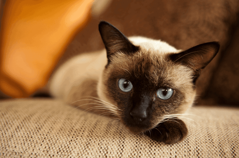 Siamese Cat