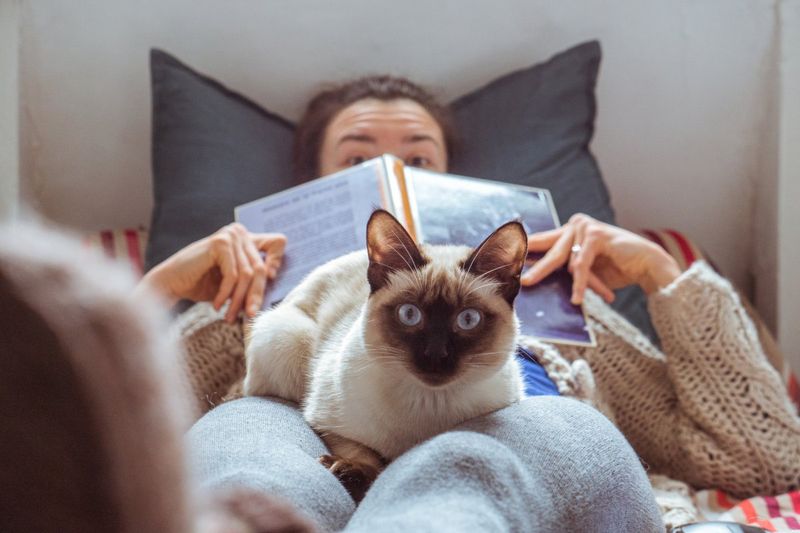 Siamese