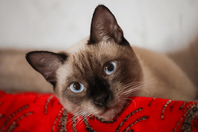 Siamese