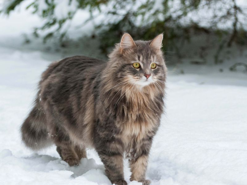 Siberian