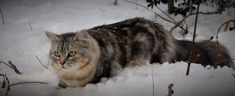 Siberian
