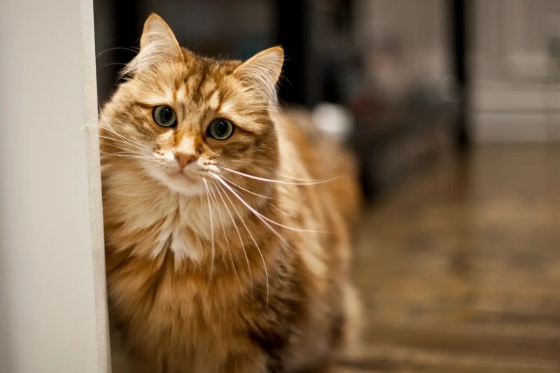 Siberian