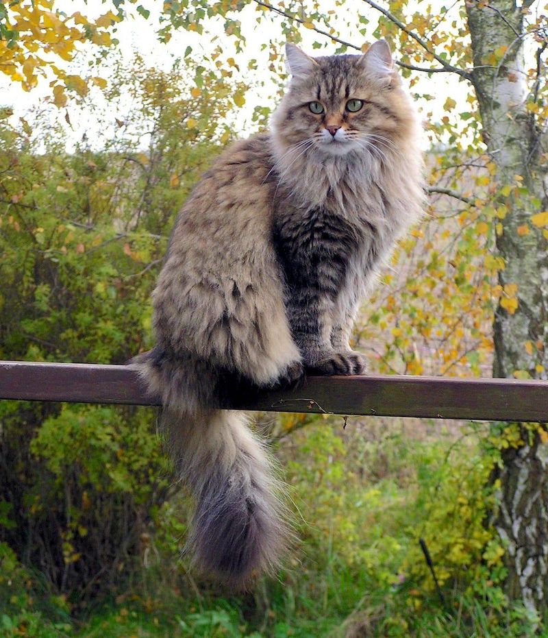 Siberian