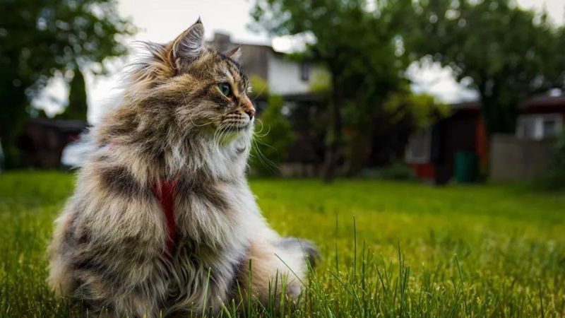Siberian