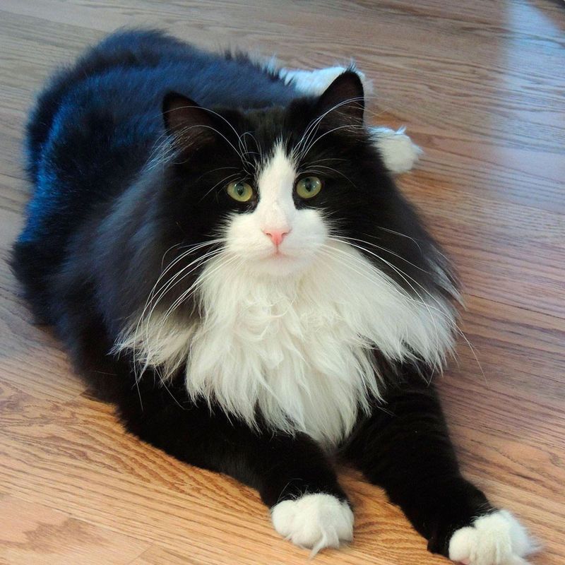 Siberian Cat