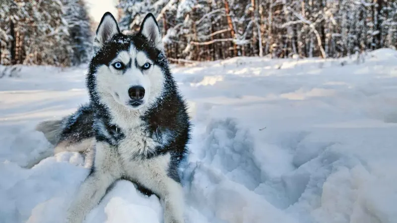Siberian Husky