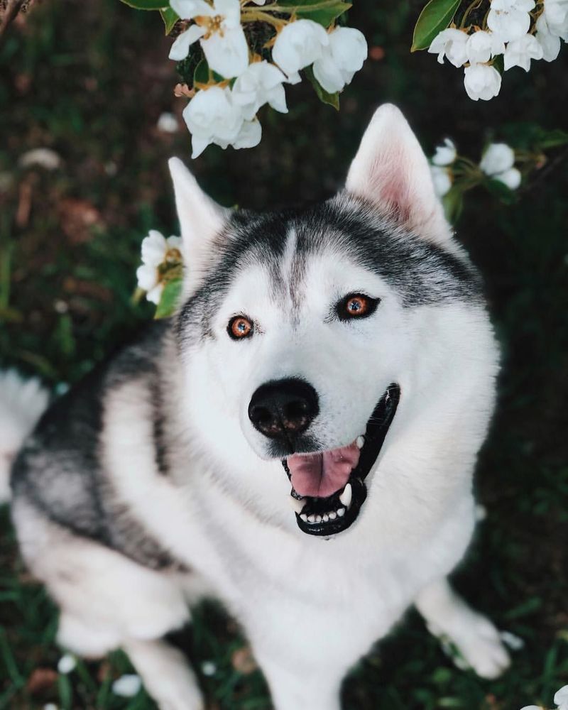 Siberian Husky