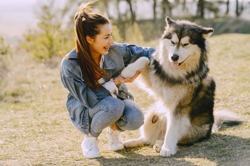 Siberian Husky