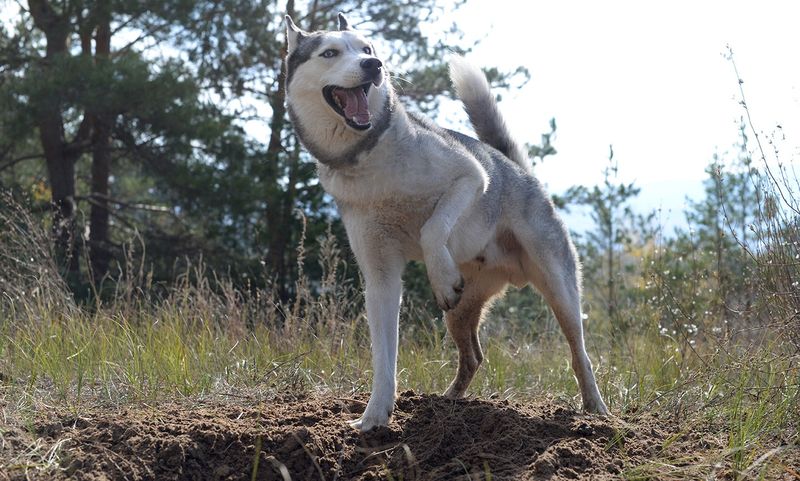 Siberian Husky