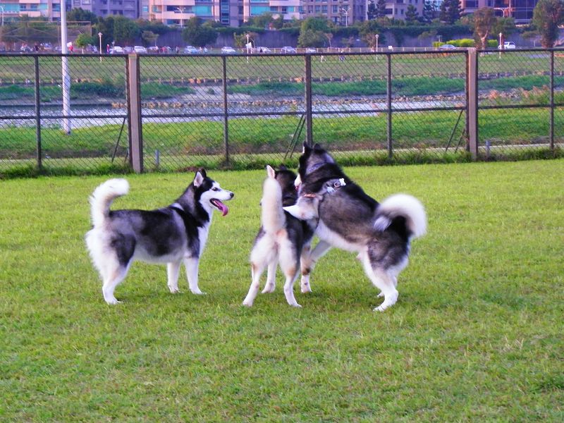 Siberian Husky
