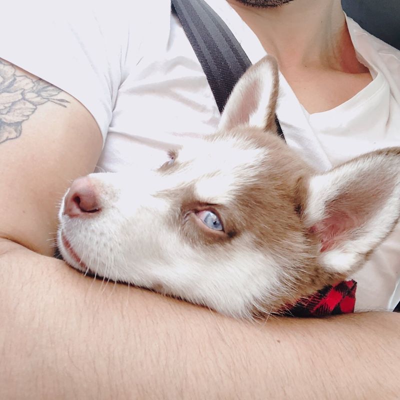 Siberian Husky