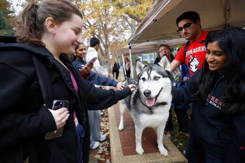 Siberian Husky