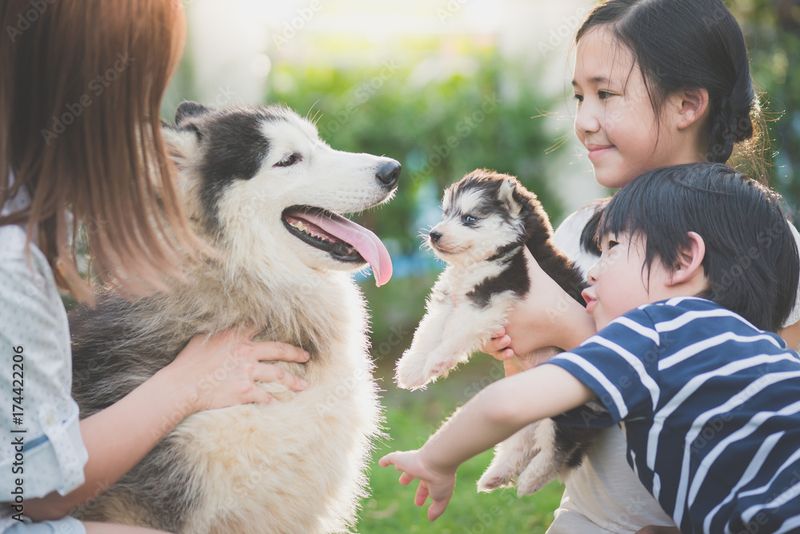Siberian Husky