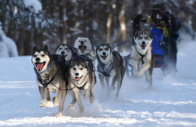 Siberian Husky