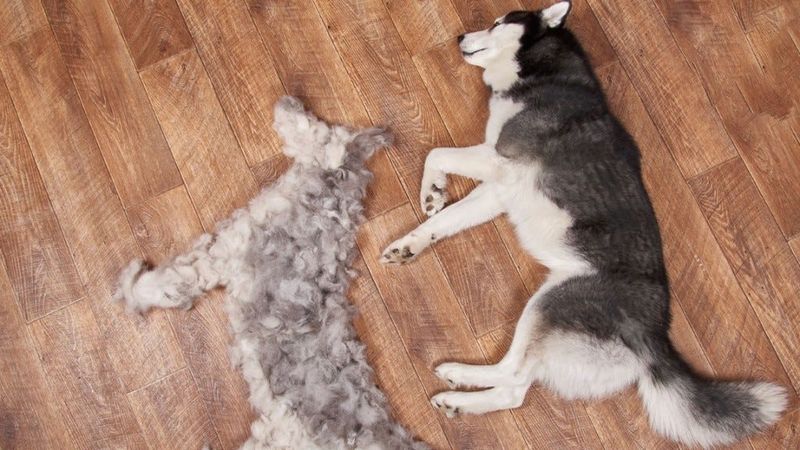 Siberian Husky