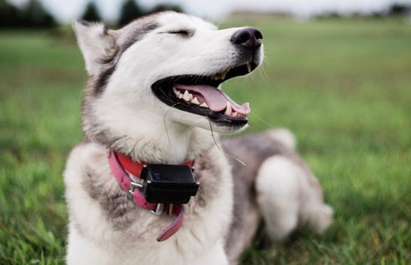 Siberian Husky